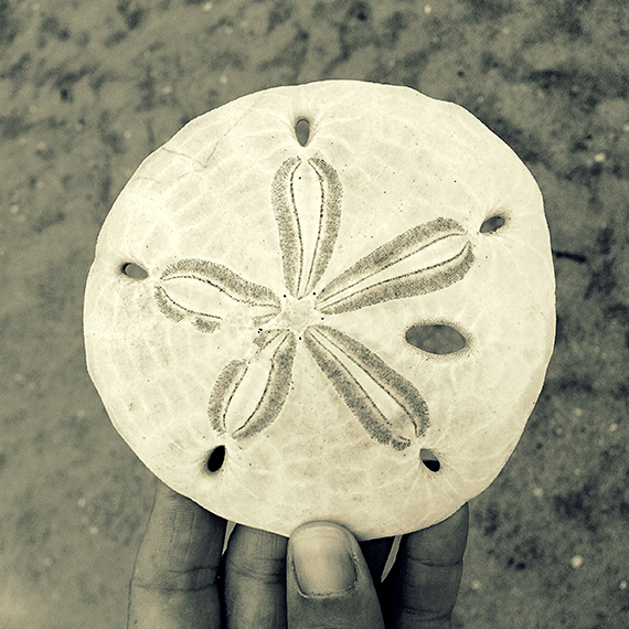 2014-09-30-Sand_Dollar.png