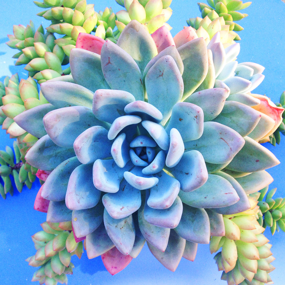 2014-09-30-succulent2.jpg