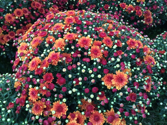 2014-10-01-Mums.JPG