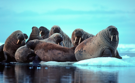 2014-10-02-TWIS_Walrus.jpg