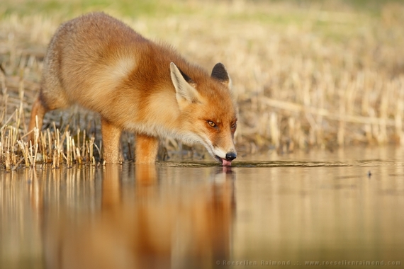 2014-10-02-fox_drinking.jpg
