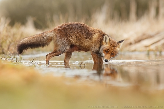 2014-10-02-fox_wet.jpg