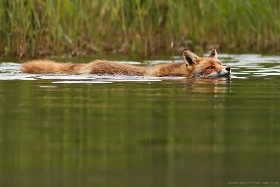 2014-10-02-swimming_fox.jpg