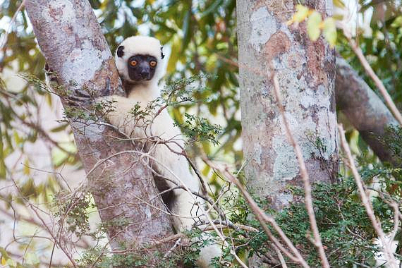 2014-10-03-MadagascarExpeditionTravisLemur.jpg