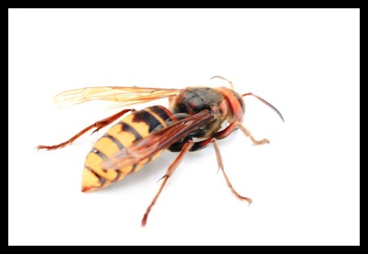 2014-10-03-wasp.jpg