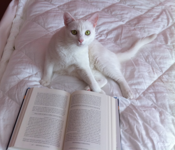 2014-10-04-Reading_Cat.png