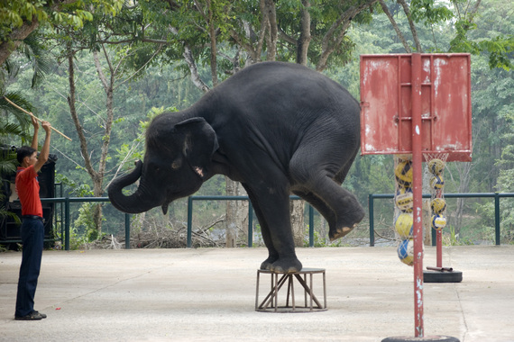 2014-10-08-Elephant_WorldAnimalProtection.jpg