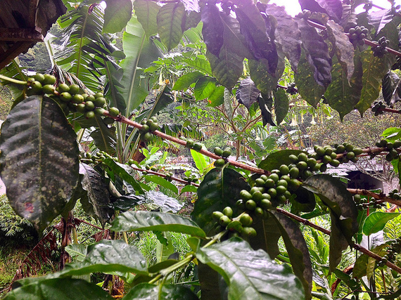 La Victoria coffee plants in Minca Colombia