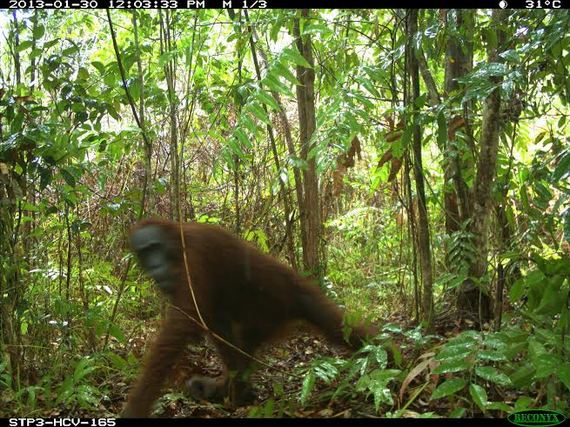 2014-10-09-wilmarorangutan.jpg