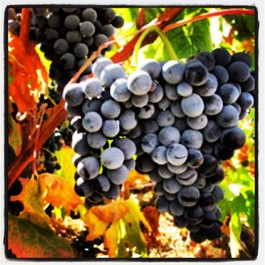 2014-10-10-carignan.jpg