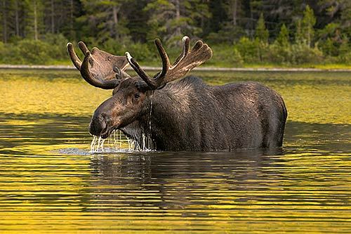 2014-10-13-Moosedrippinginlake.jpg