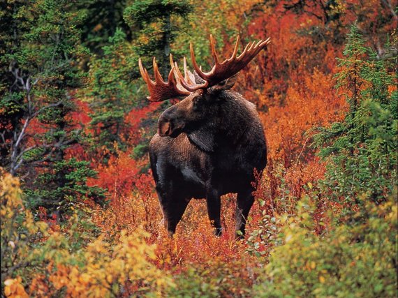 2014-10-13-Mooseprofileinfallwoods.jpg