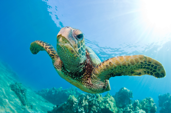 2014-10-13-seaturtle.jpg