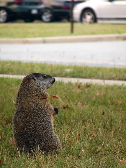 2014-10-14-groundhog.jpg