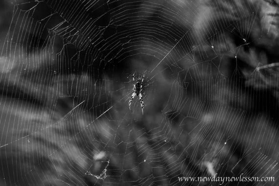 2014-10-15-spiderinweb.jpg