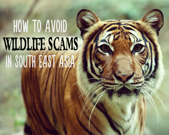 2014-10-19-wildlifescams.jpg