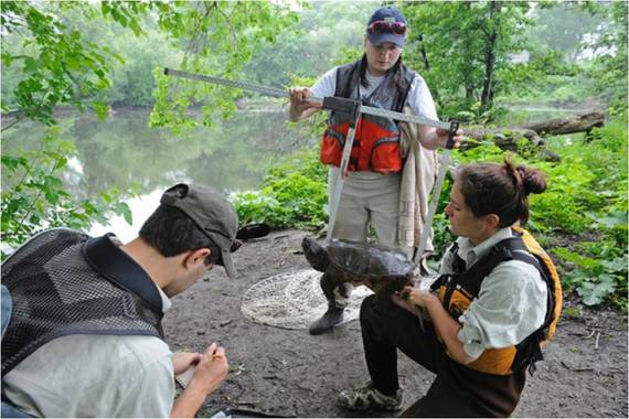 2014-10-22-JLMBronxRiverturtlesurvey.jpg