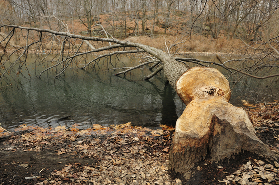 2014-10-22-_JLM8387beaveronthebronxriver12908.jpg