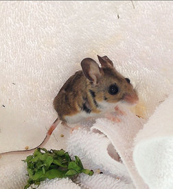 The now-recovered mouse at WildCare. Photo by Alison Hermance