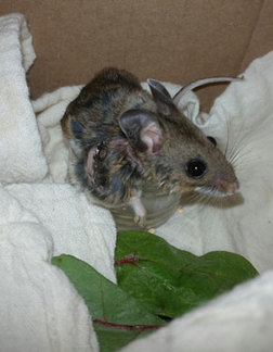 Deer Mouse at WildCare shows the bot fly warbles infesting her skin. Photo by Melanie Piazza