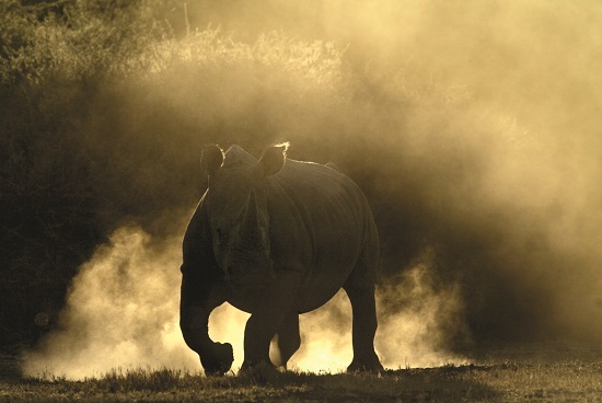 2014-10-24-RhinoshadowBeverlyJoubert.jpeg