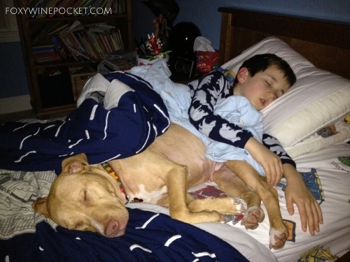 2014-10-27-dogsleepingwithboy.jpg