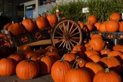 2014-10-28-pumpkins.jpeg