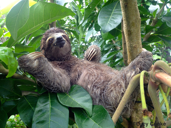 2014-10-29-11coconutlazingintree.jpg