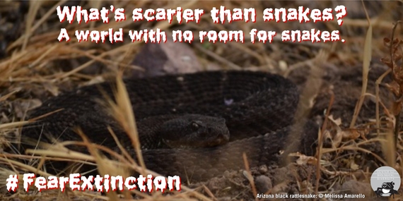 2014-10-29-AZblackRattlesnake_Amarello_meme21.jpg