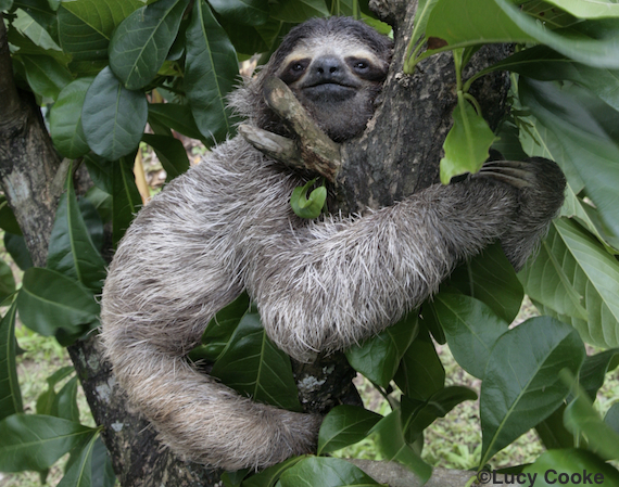 2014-10-29-slothhug.jpg