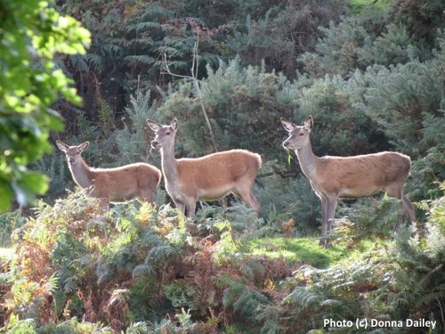2014-10-30-Caledonian_Canal_Cruise_5_deer.jpg