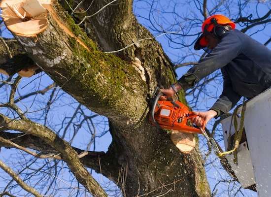 2014-11-05-Dangerous_LargeTreeWork.jpg