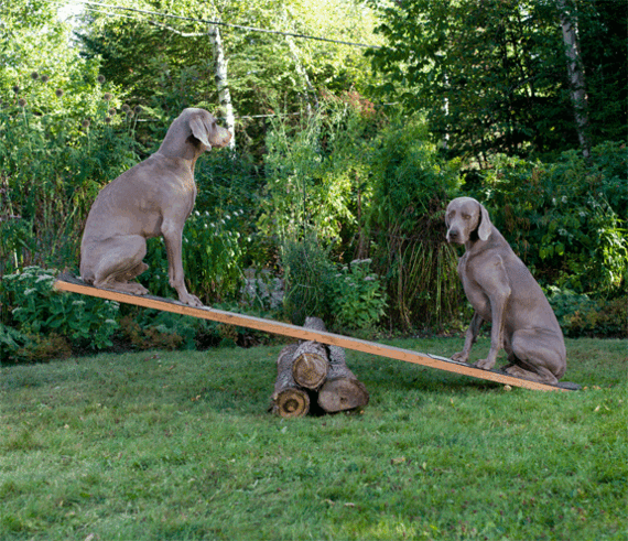 2014-11-07-Dogsonseesaw.gif