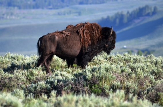 2014-11-09-CristianbisonYellowstone.jpgreduced.jpg