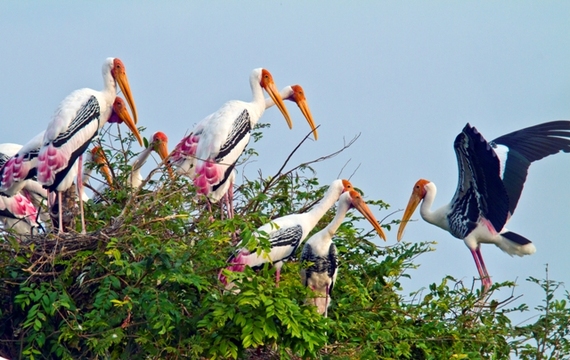 2014-11-09-EBriggsPaintedStorksTonleSapCambodia.jpgreduced.jpg