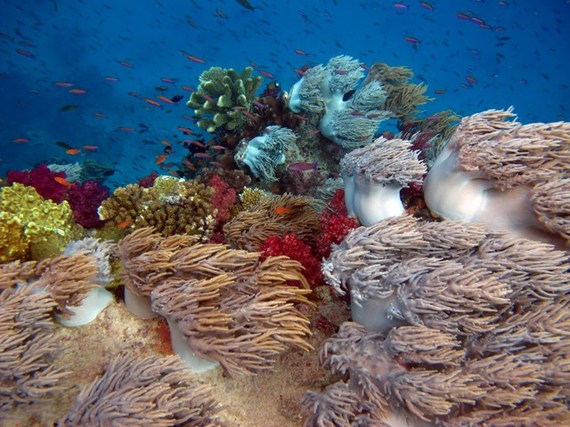 2014-11-09-SJupiter_softcoral_Namenareduced.jpg