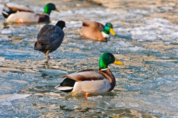 2014-11-09-ducksinwater.jpg