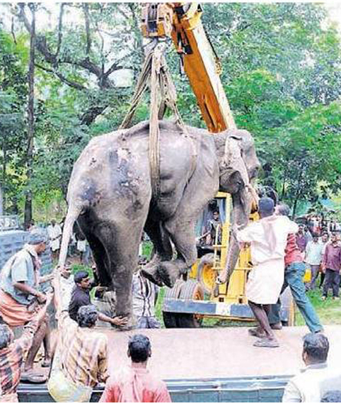 2014-11-12-DeadFemaleElephant.jpg