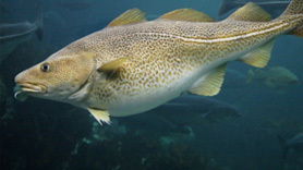 2014-11-17-Atlanticcod.PhotobyNOAA.jpg