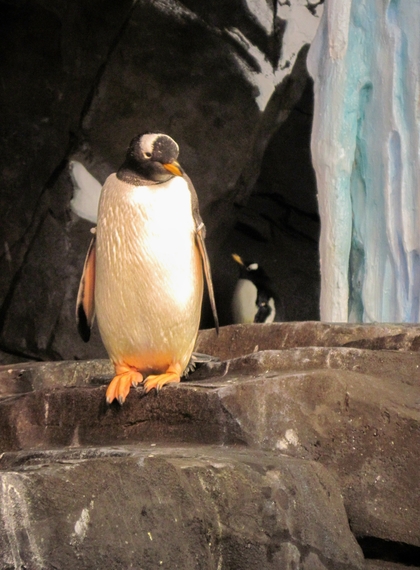 2014-11-17-Penguinsbirdcloseup.jpg