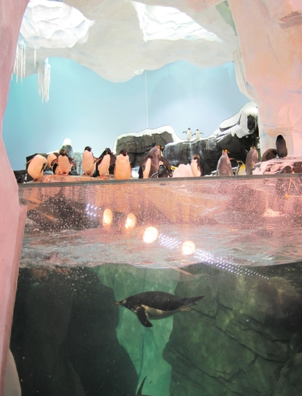 2014-11-17-Penguinsbirdunderwater.jpg