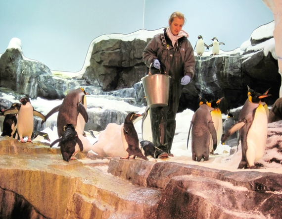 2014-11-17-Penguinsfeedingtime.jpg