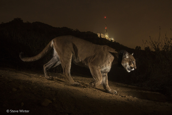 2014-11-18-WPY20143HollywoodCougar.jpg