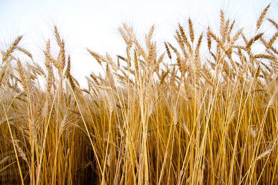 2014-11-18-WheatHarvest201314.jpg