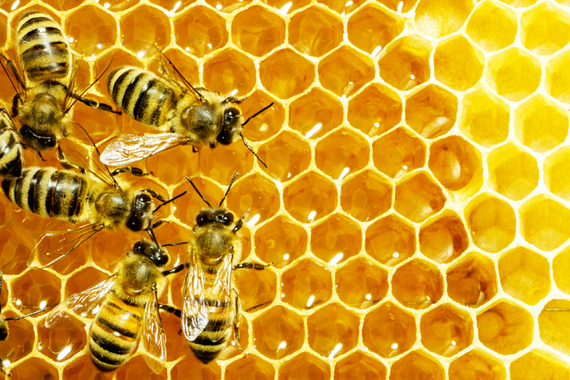 2014-11-19-bees.jpg