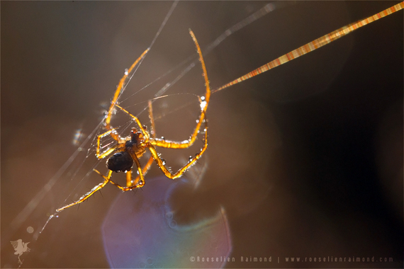2014-11-19-spider.jpg