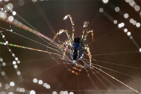 2014-11-19-spider_dew.jpg