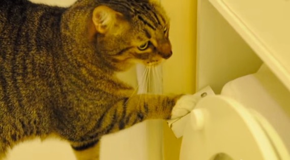 This Cat Learned To Flush the Toilet Can You VIDEO HuffPost Weird News