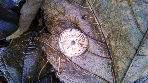 2014-11-23-Mushroomonleaf.jpg