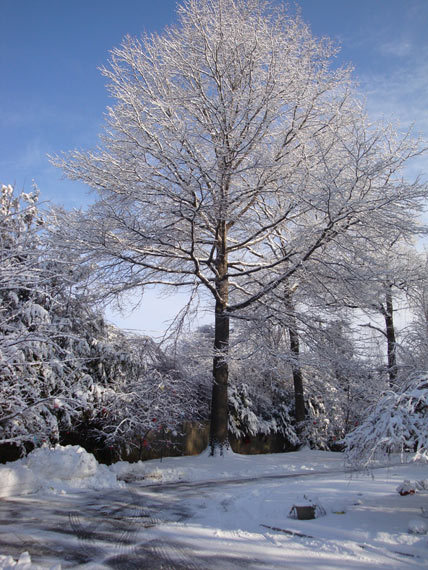 2014-11-23-SnowTree.jpg